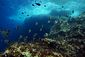Reef